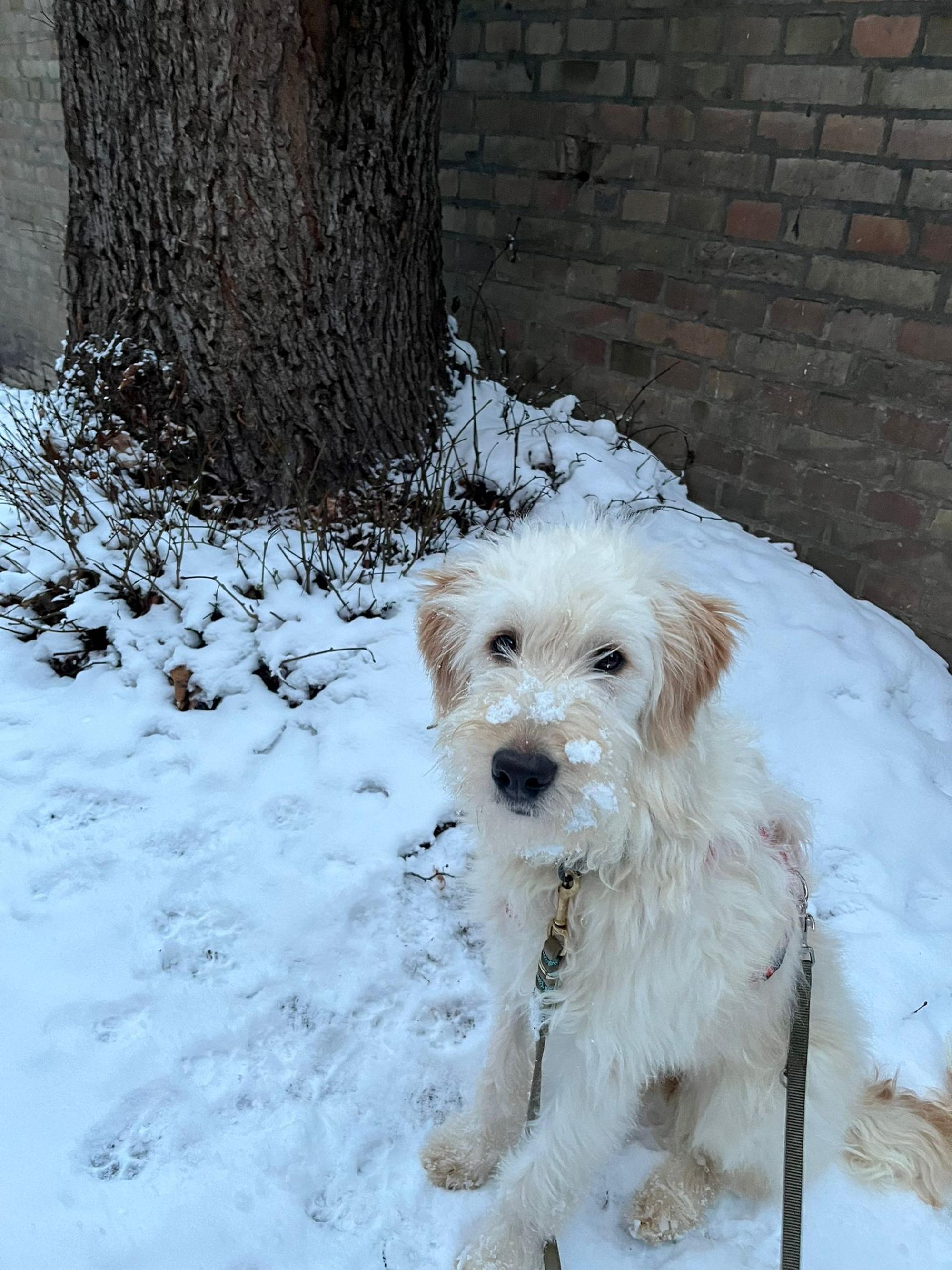 Contesa Chantal Foto 8