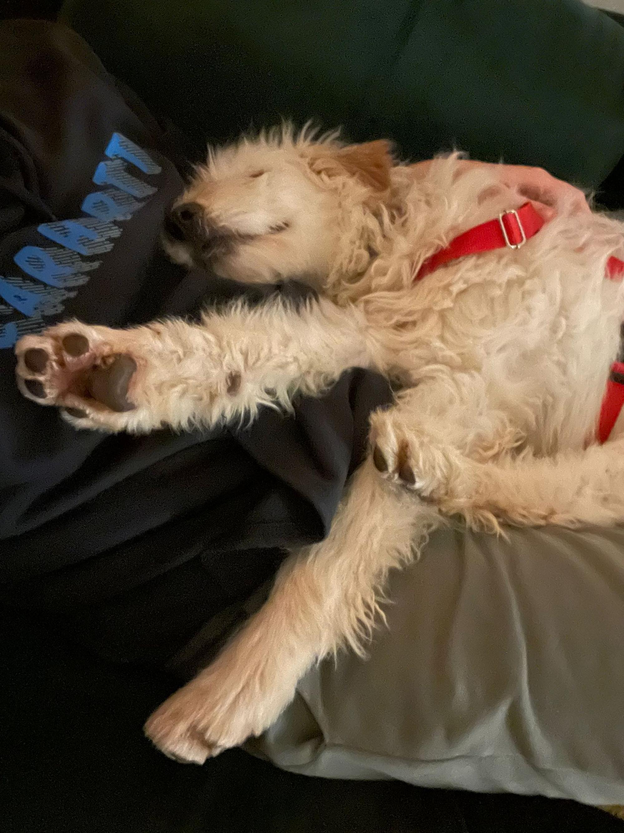 Contesa Chantal Foto 10