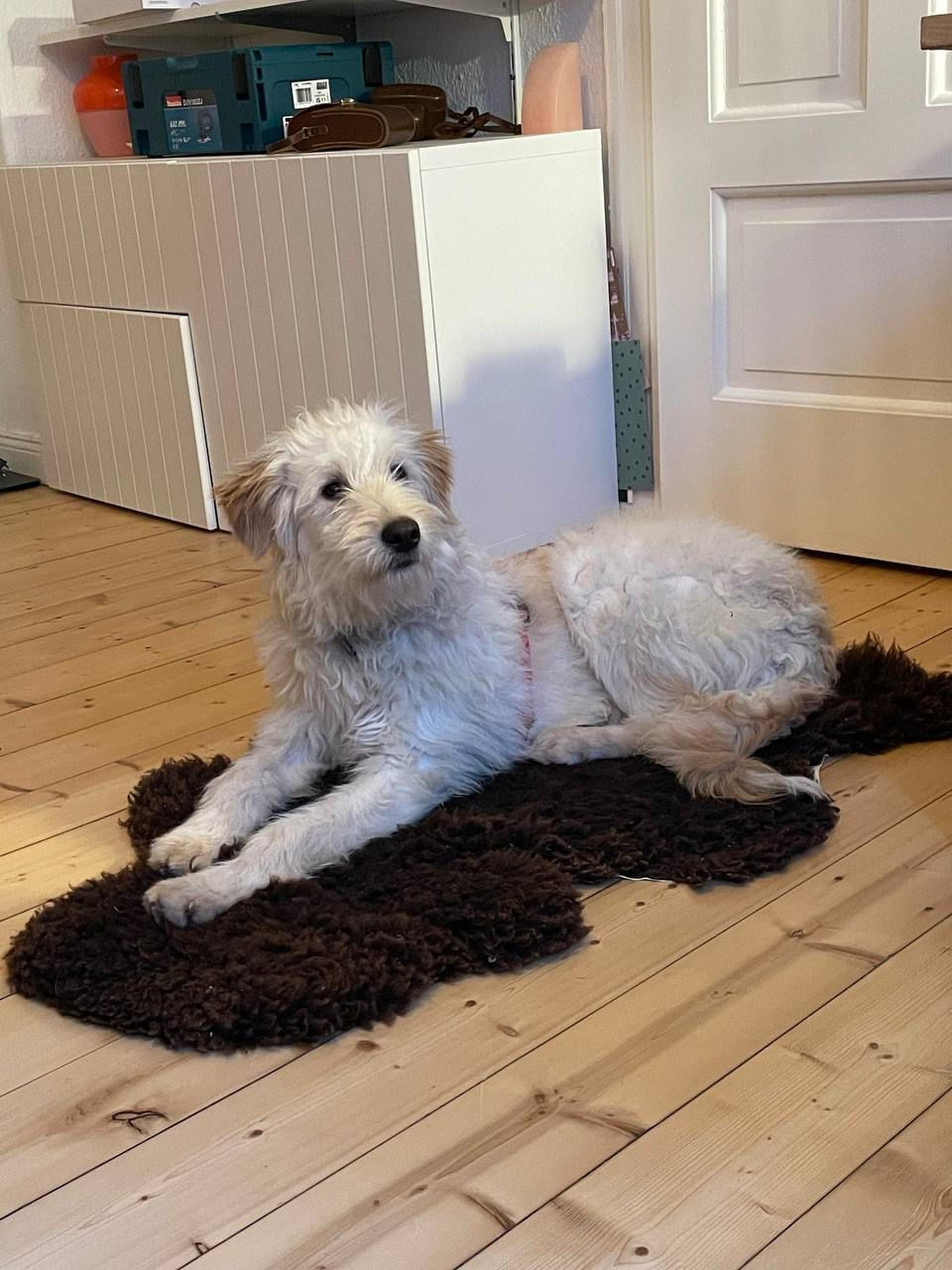 Contesa Chantal Foto 11