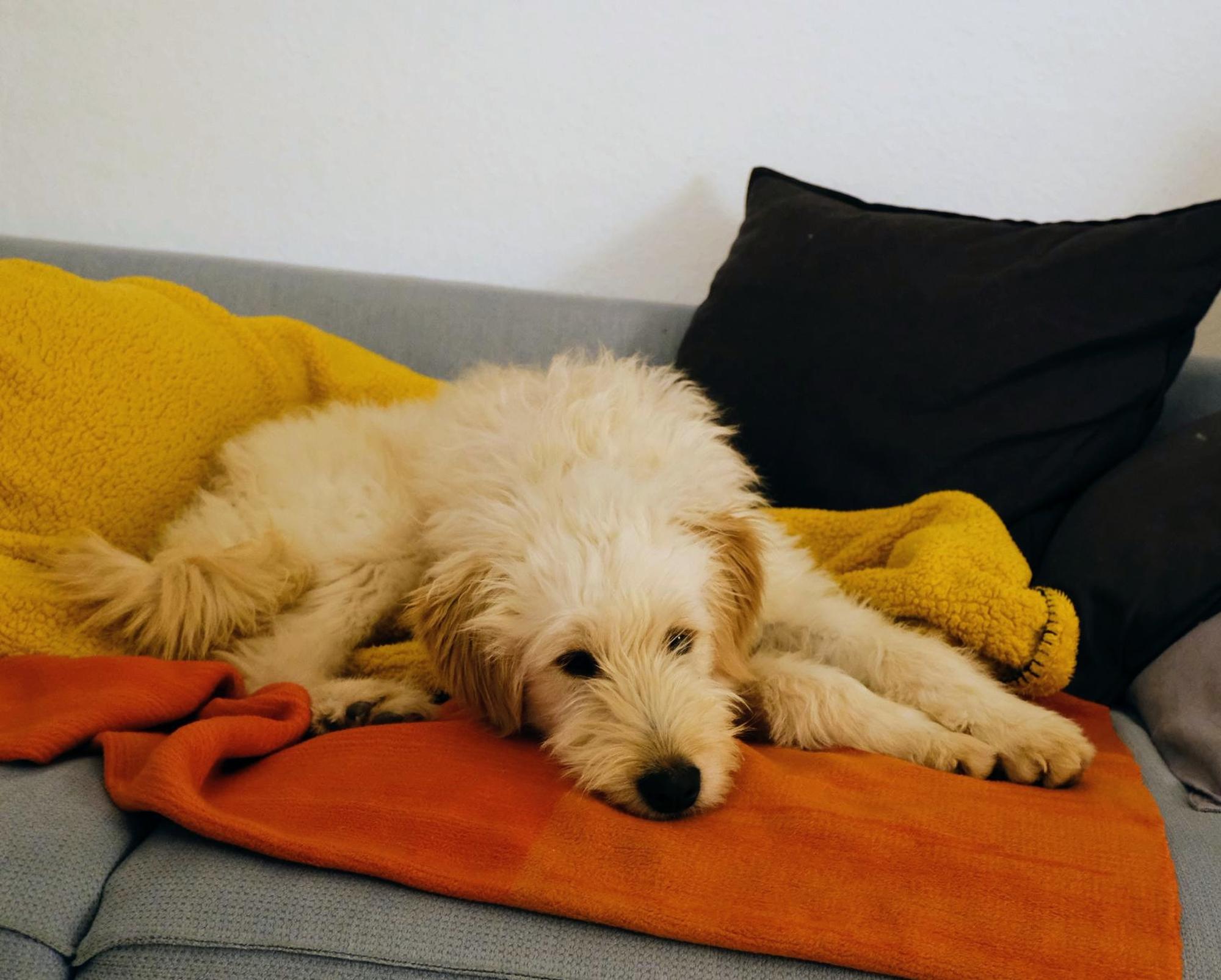 Contesa Chantal Foto 6