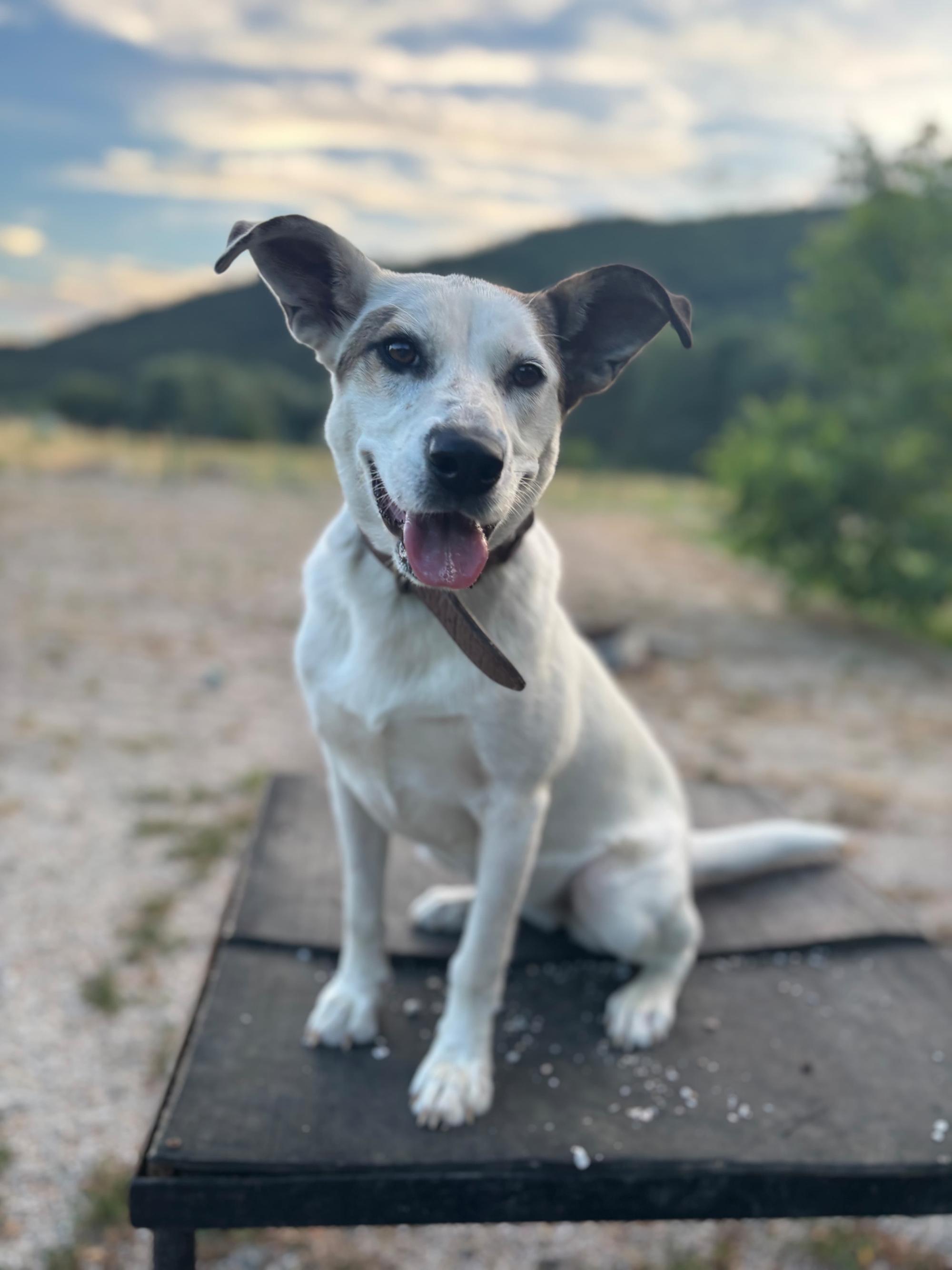 Stella