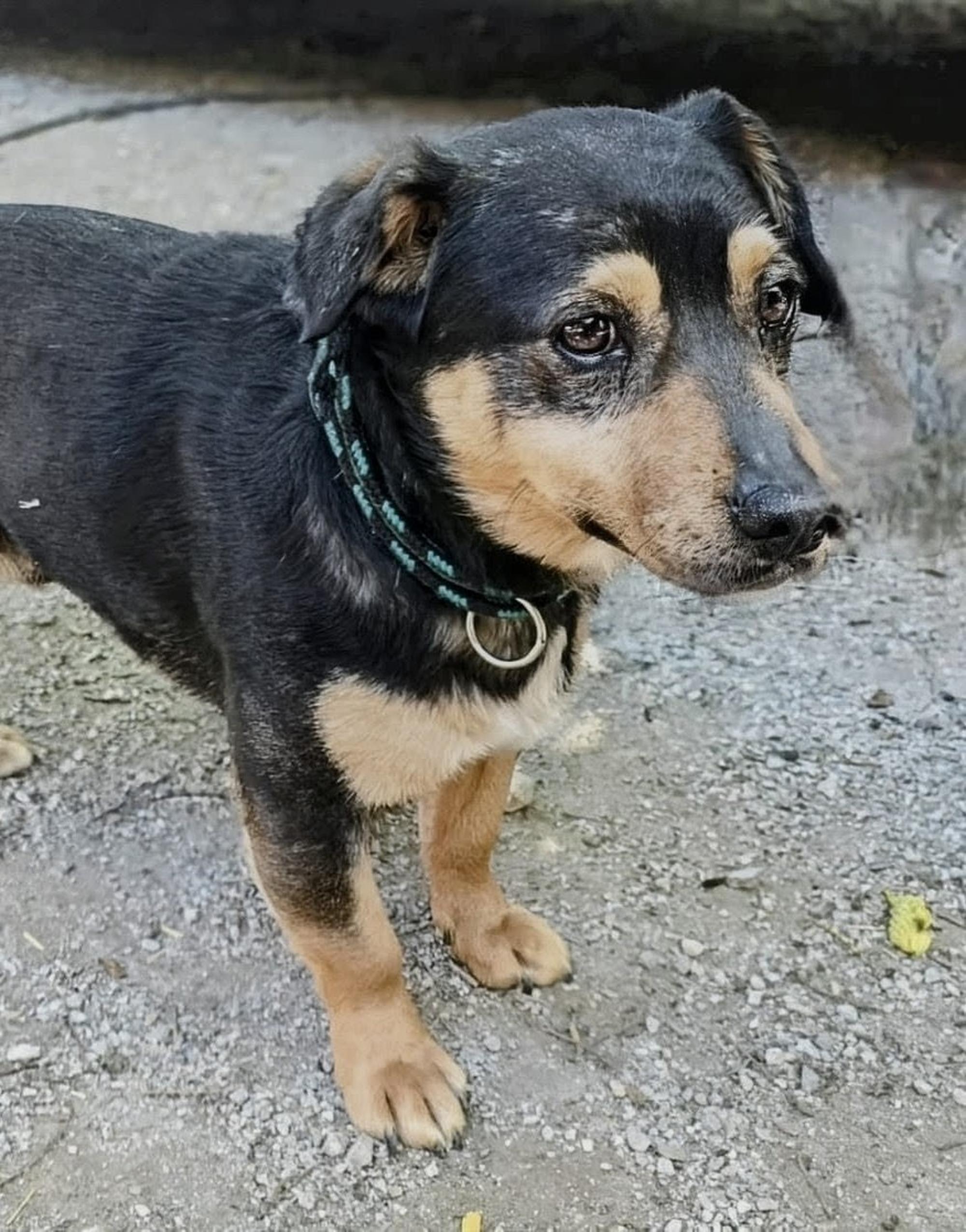 Teo