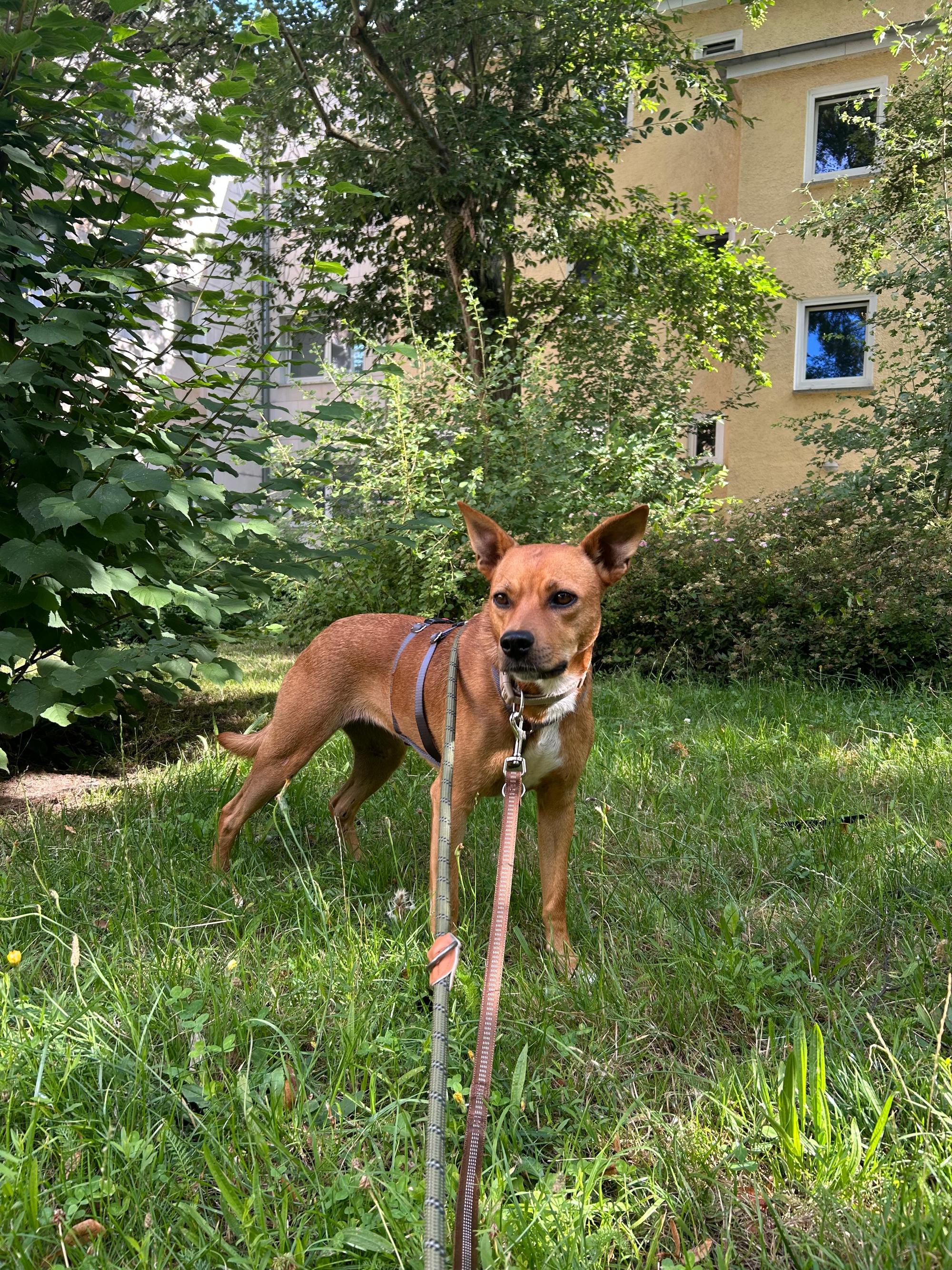 Paessa Foto 2