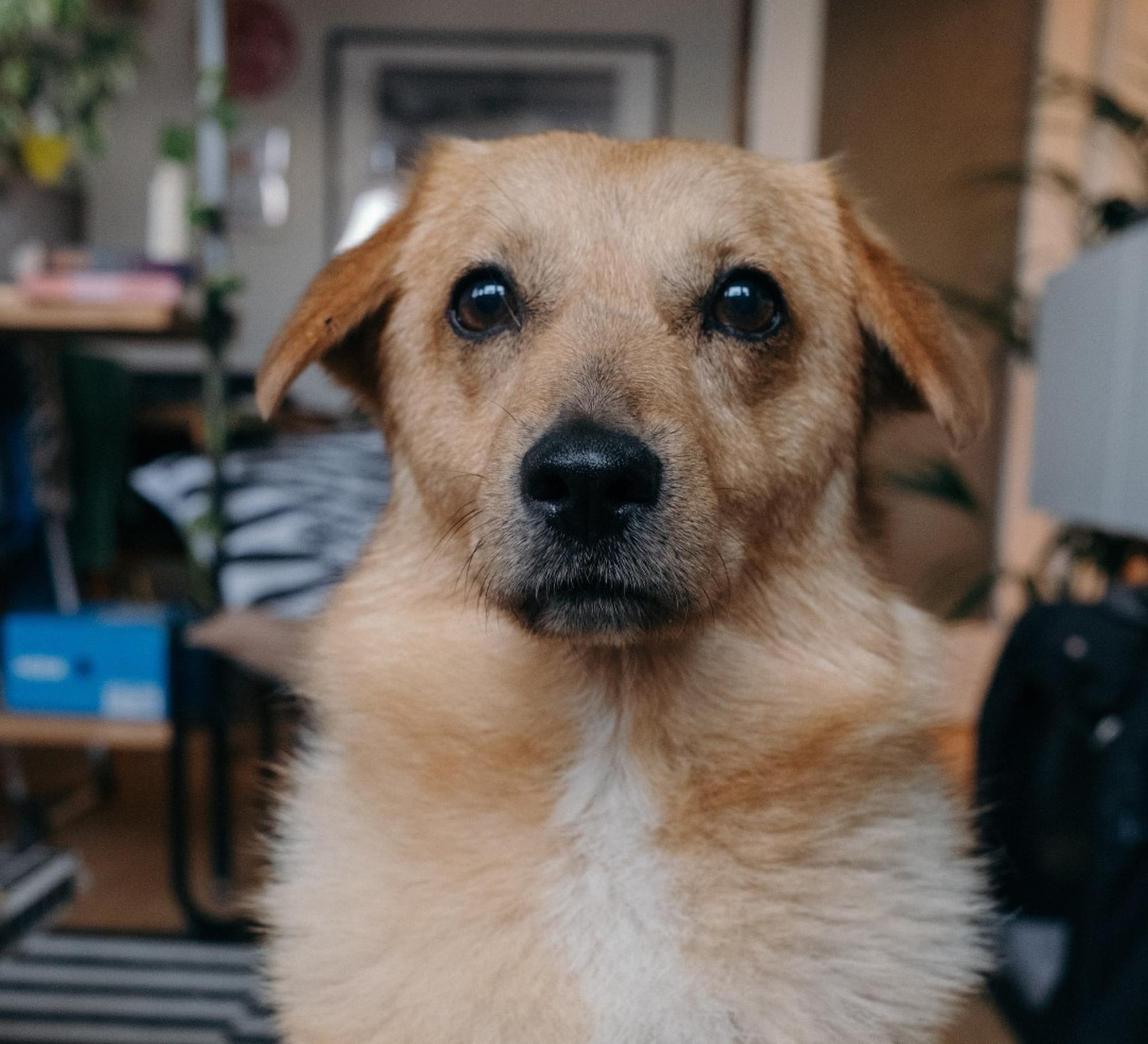 Maxi