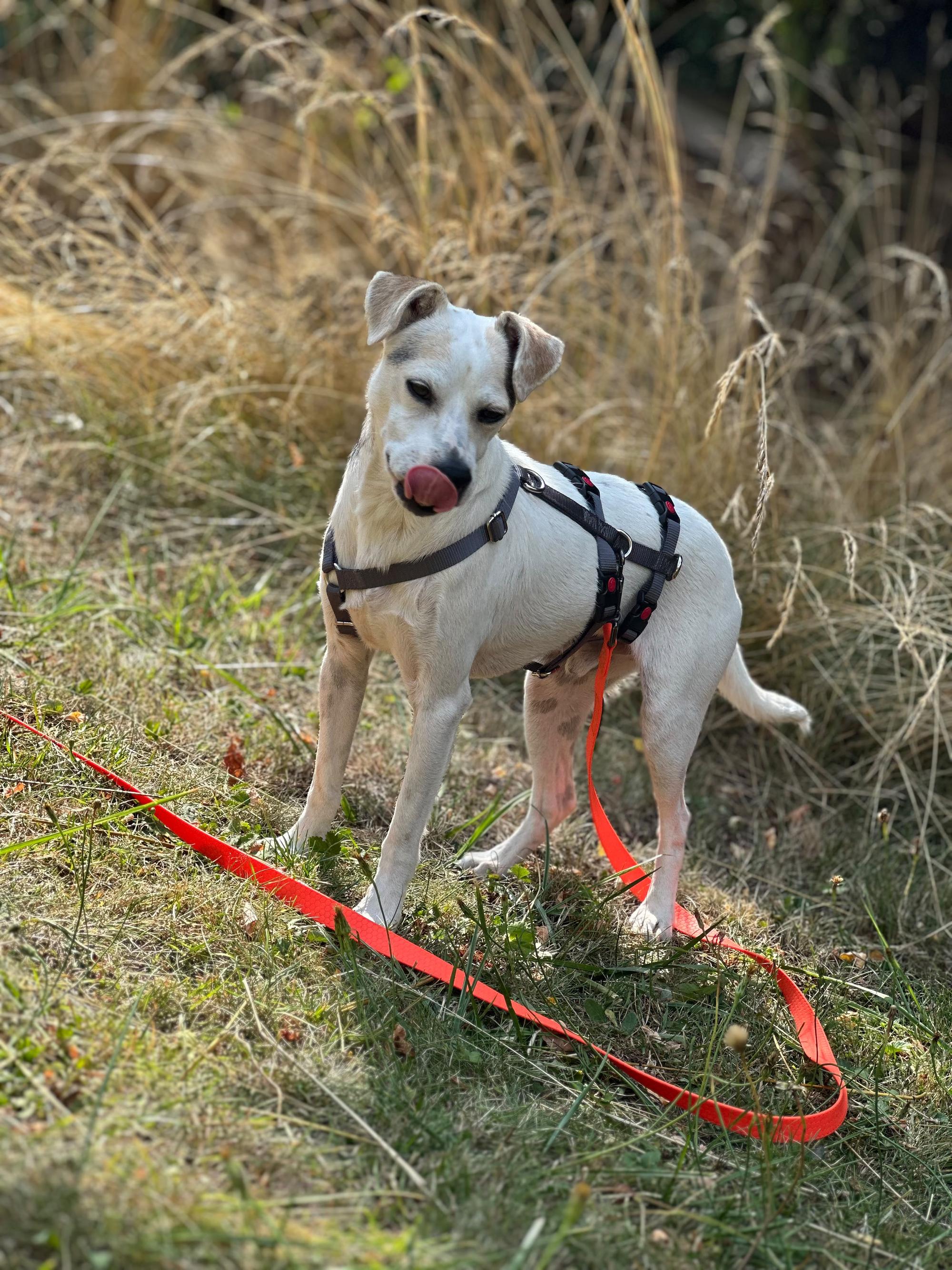 Friskie Foto 1