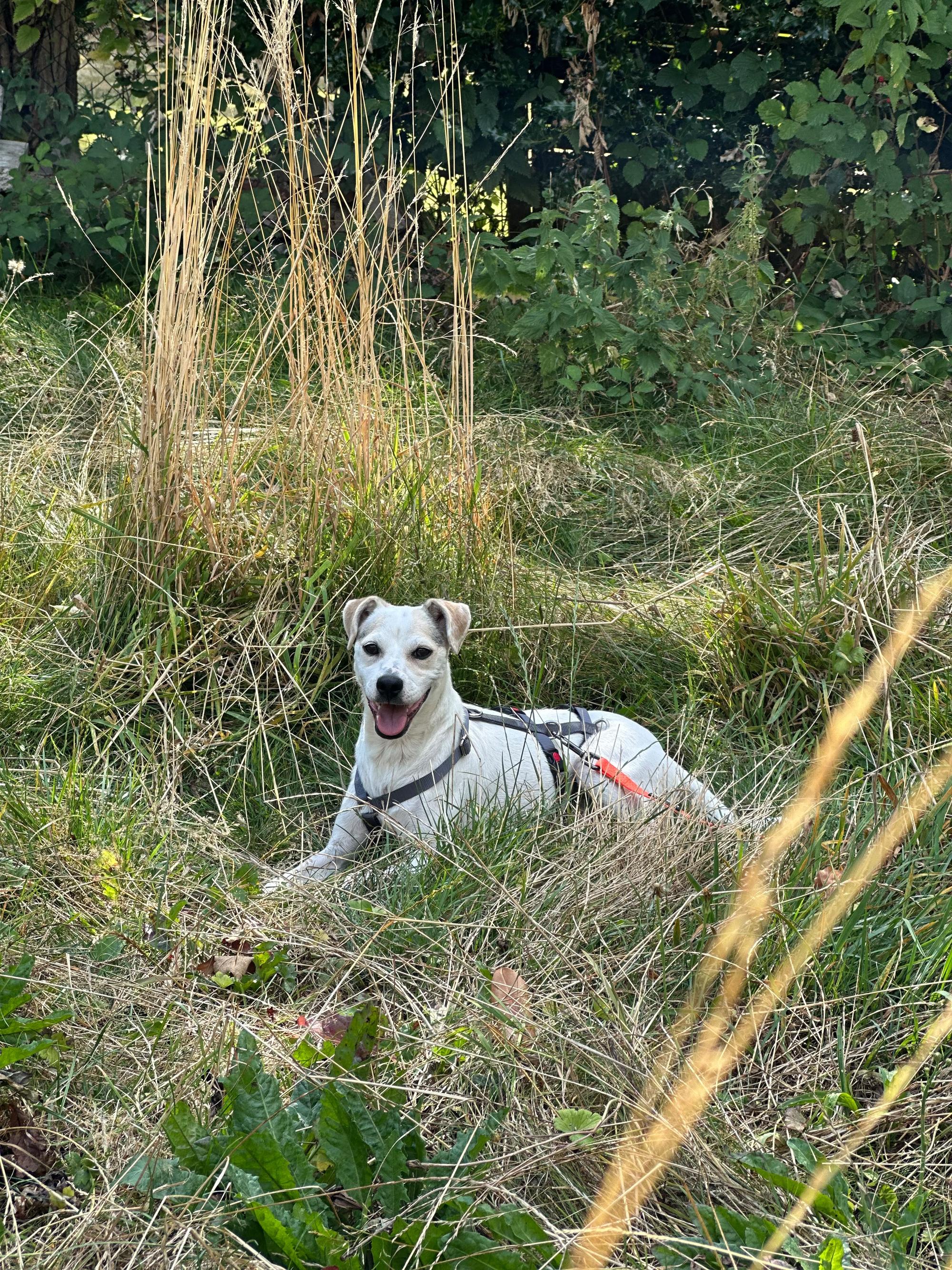 Friskie Foto 3