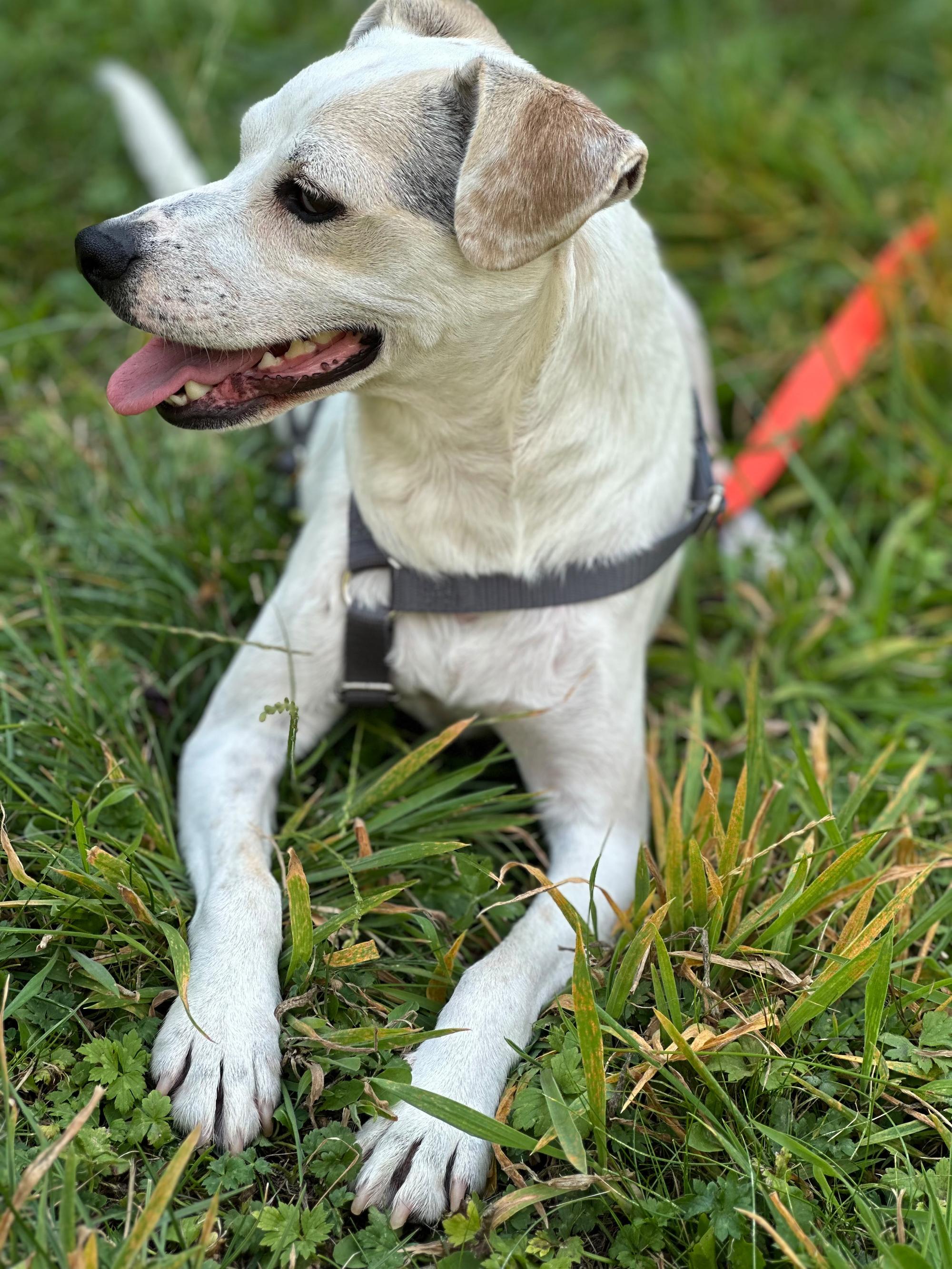 Friskie Foto 4