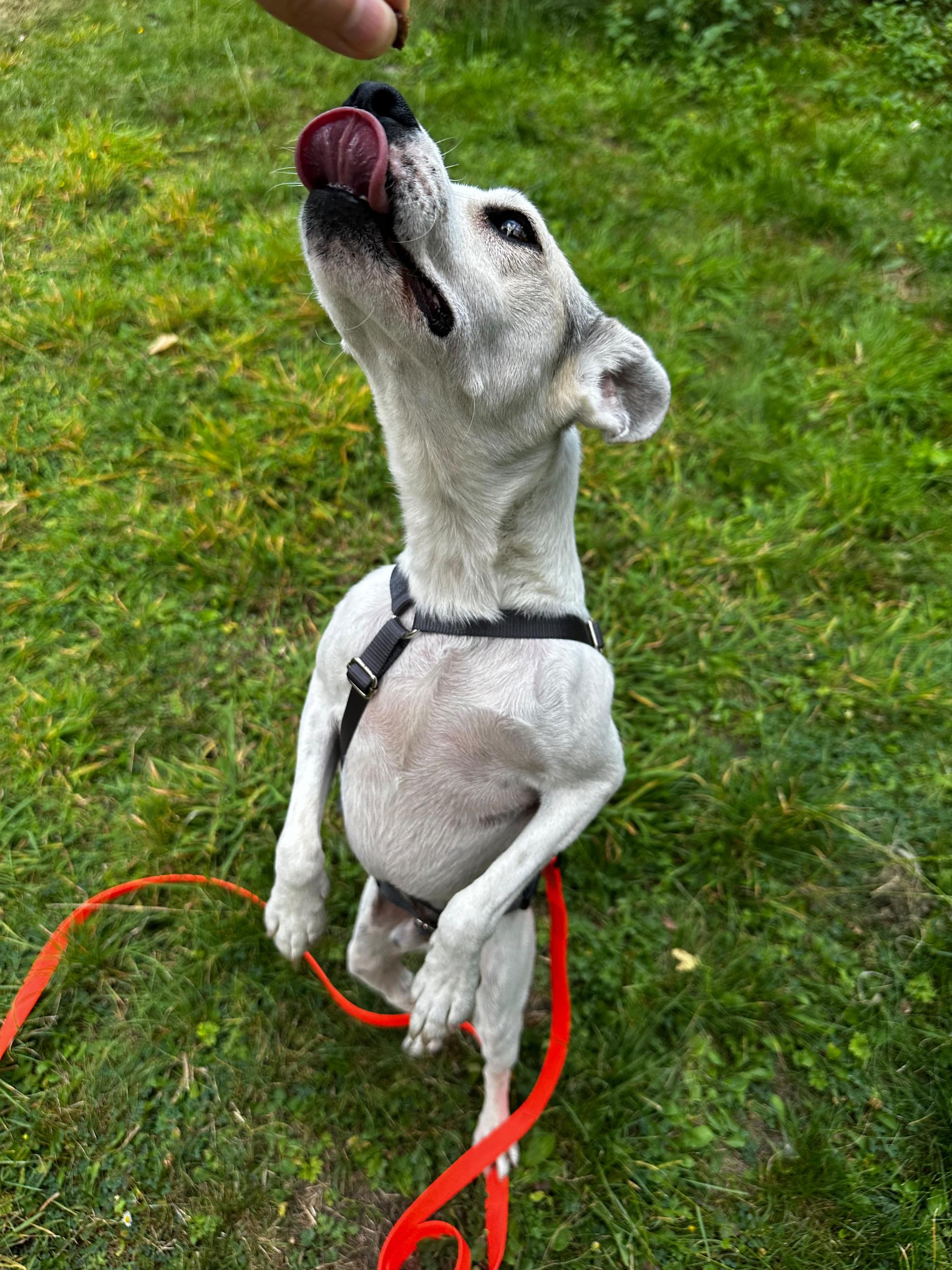 Friskie Foto 5