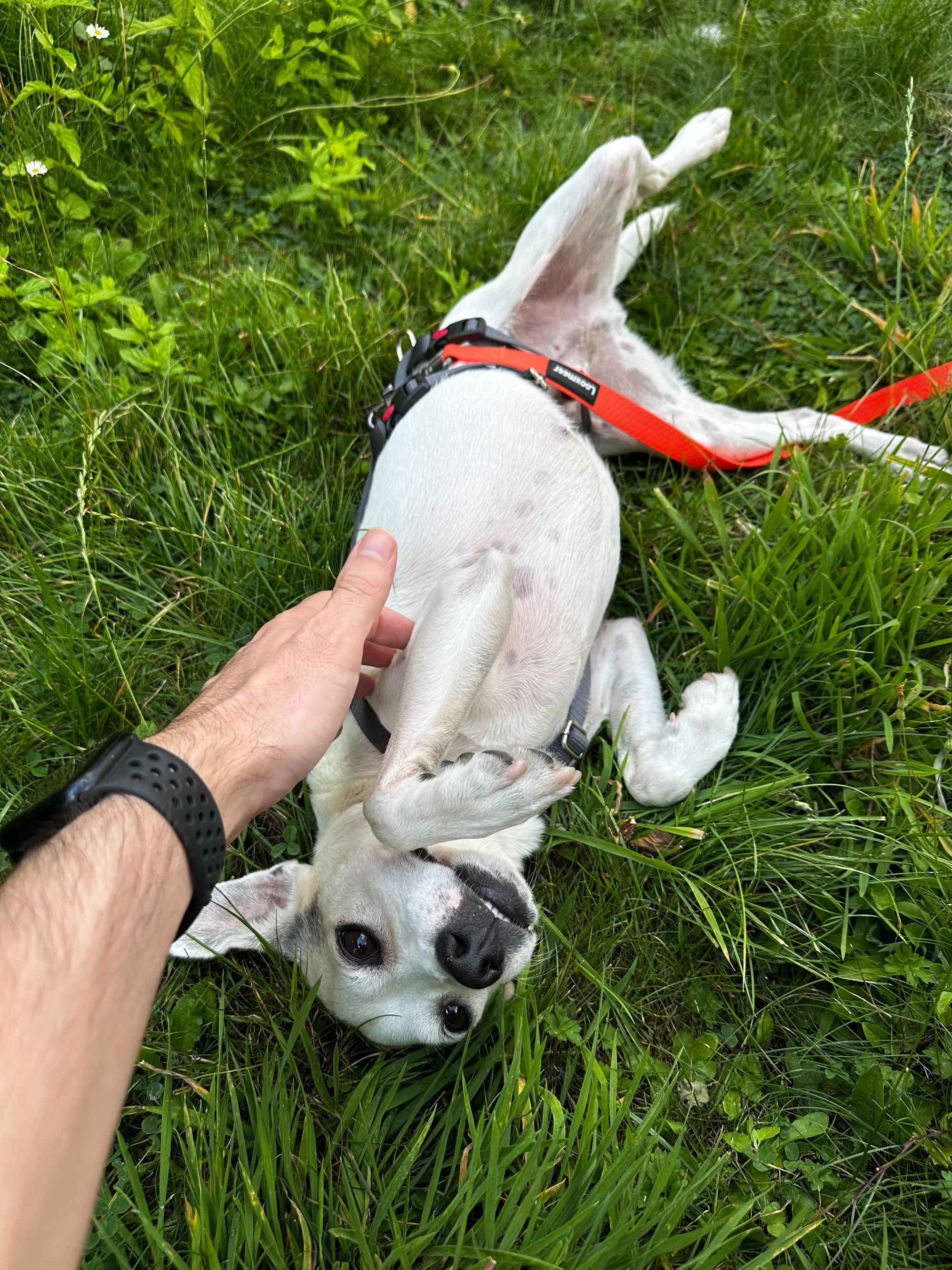 Friskie Foto 7