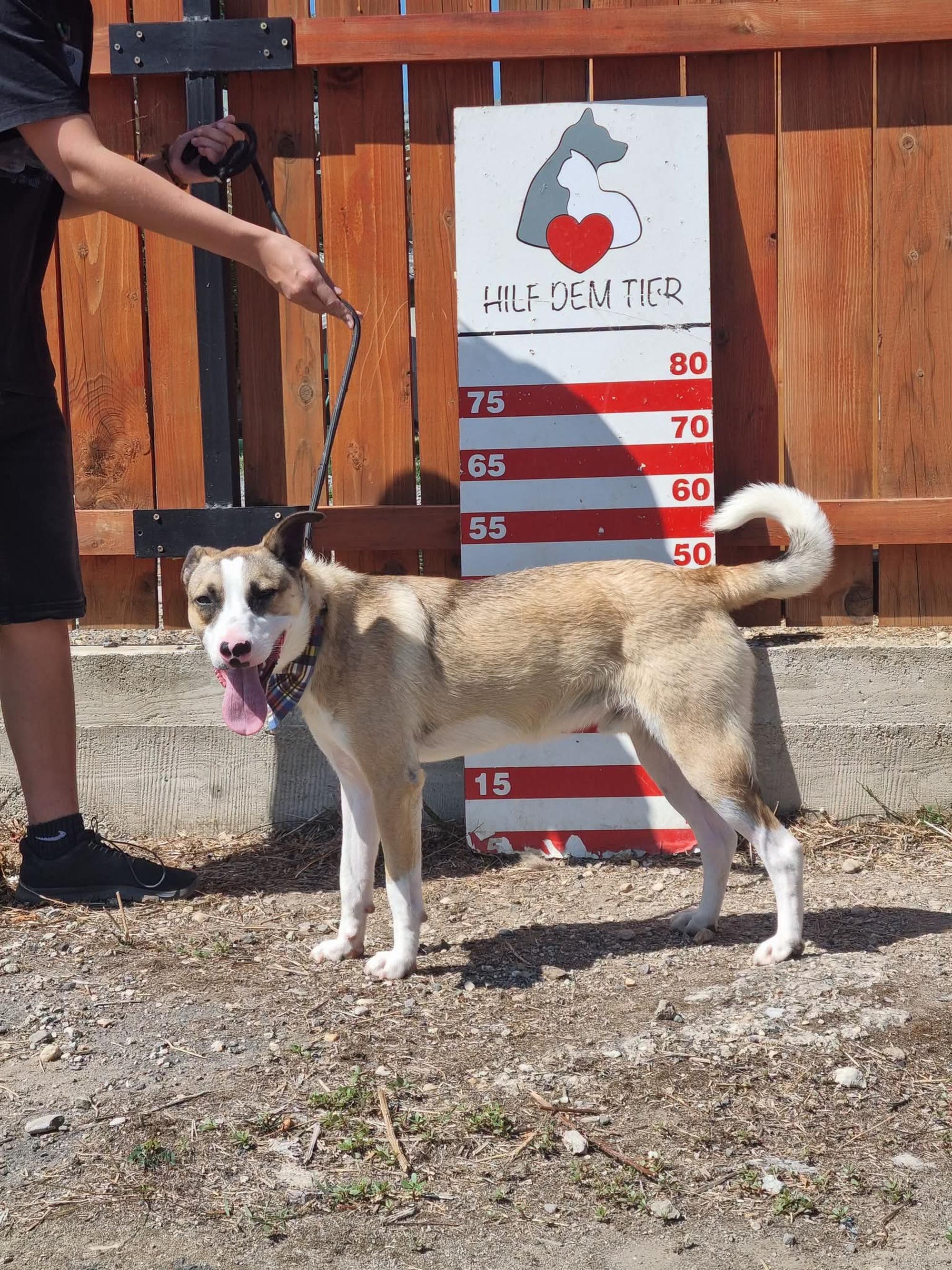 Dolce Foto 4