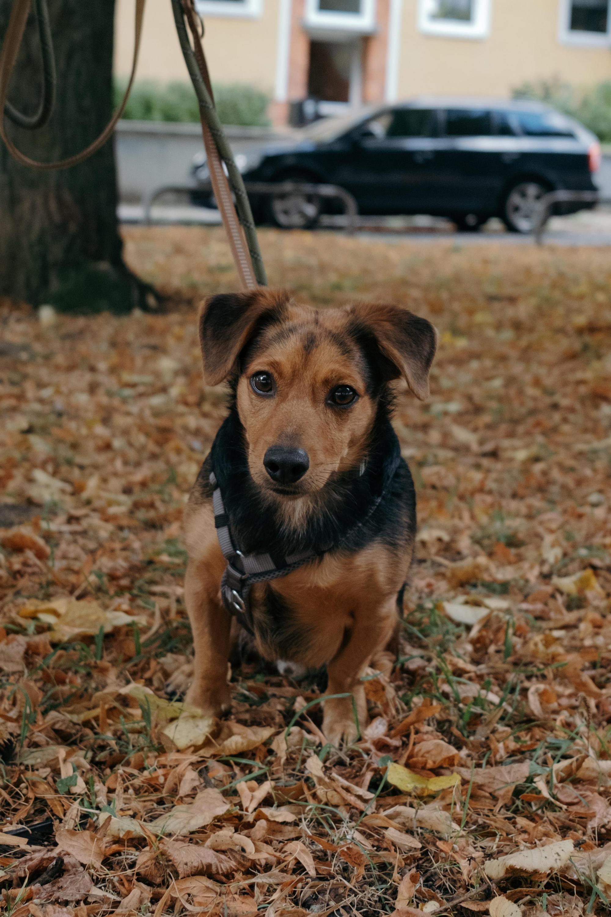 Aiko Foto 8
