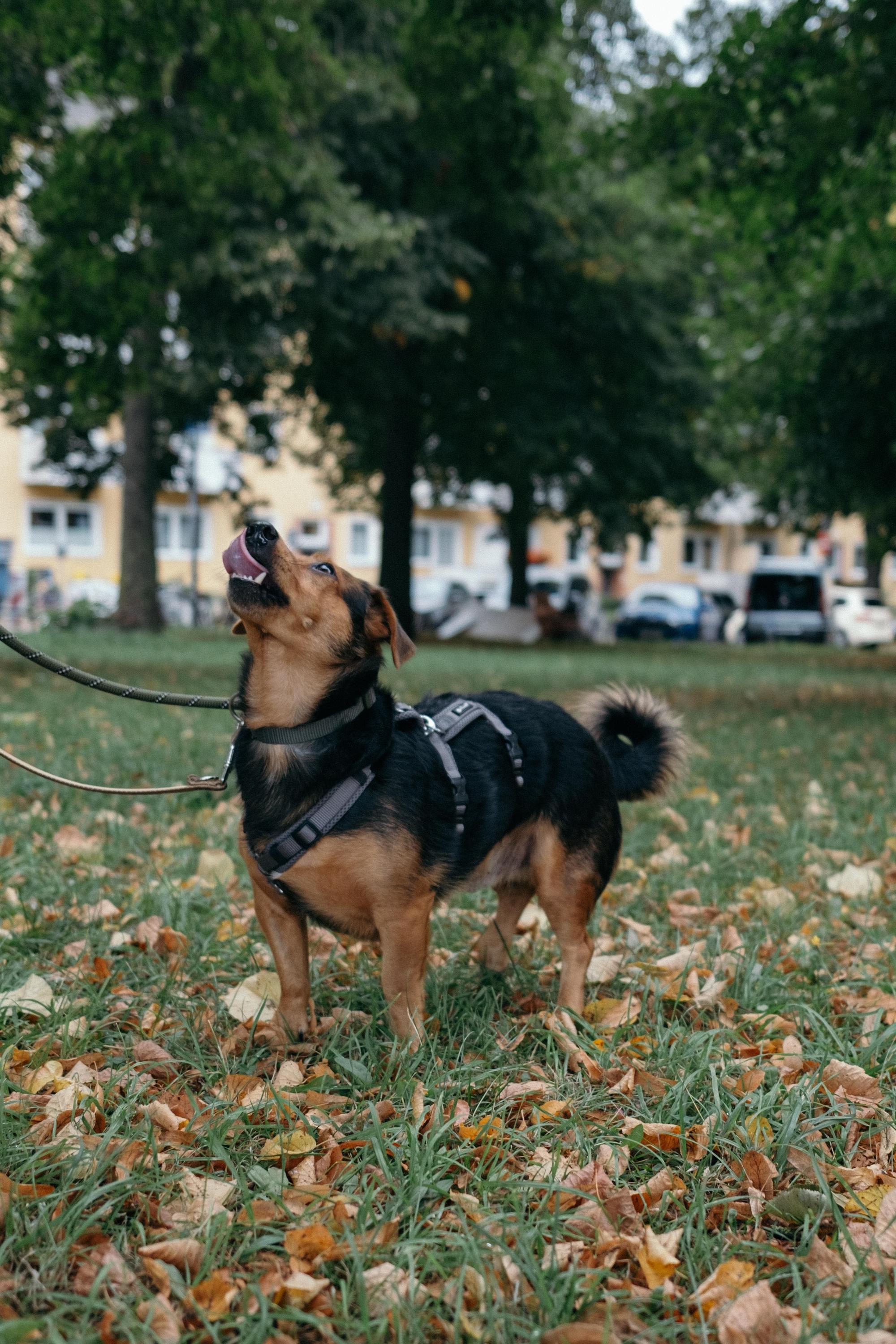 Aiko Foto 4