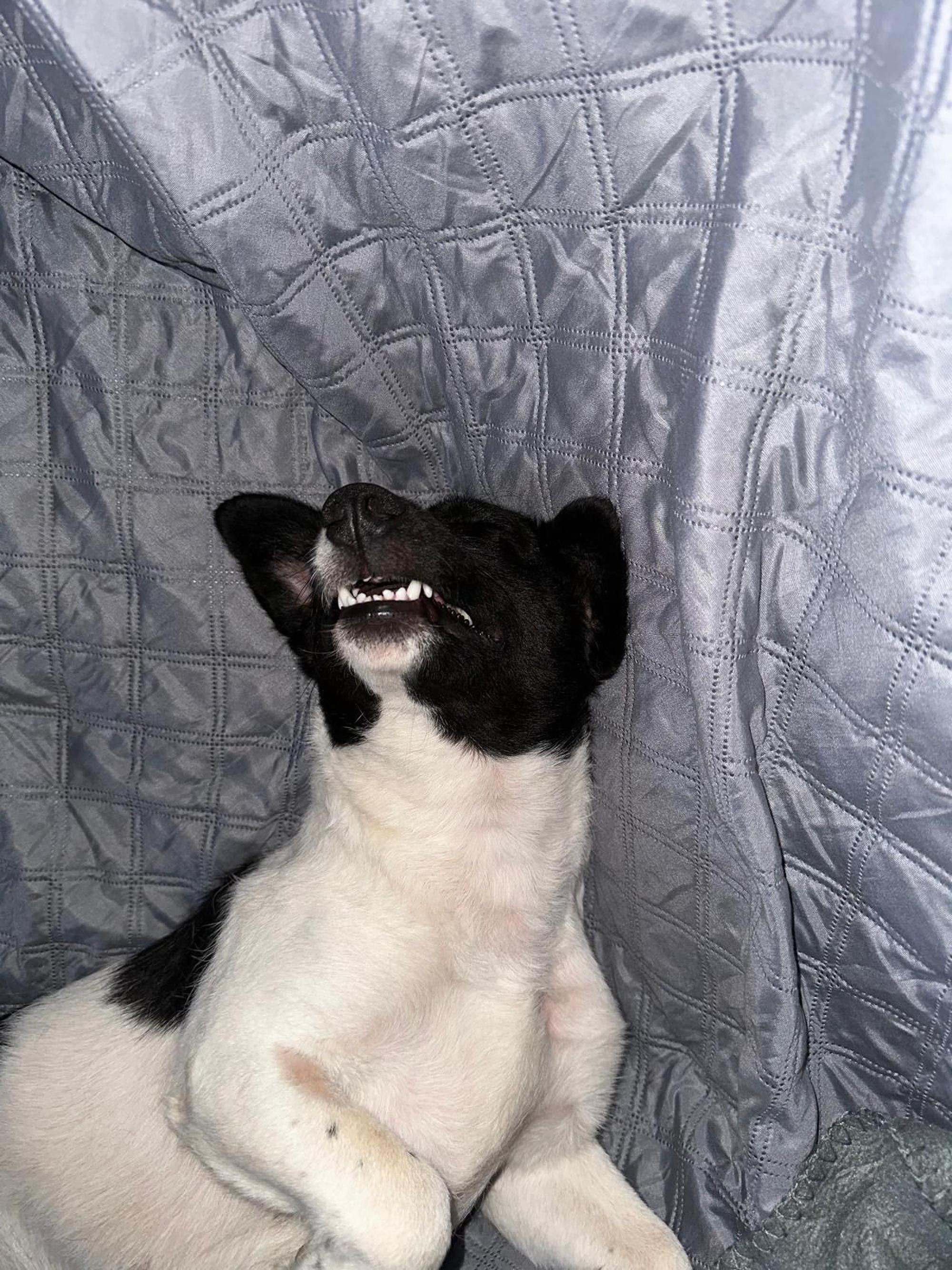Janga Foto 6