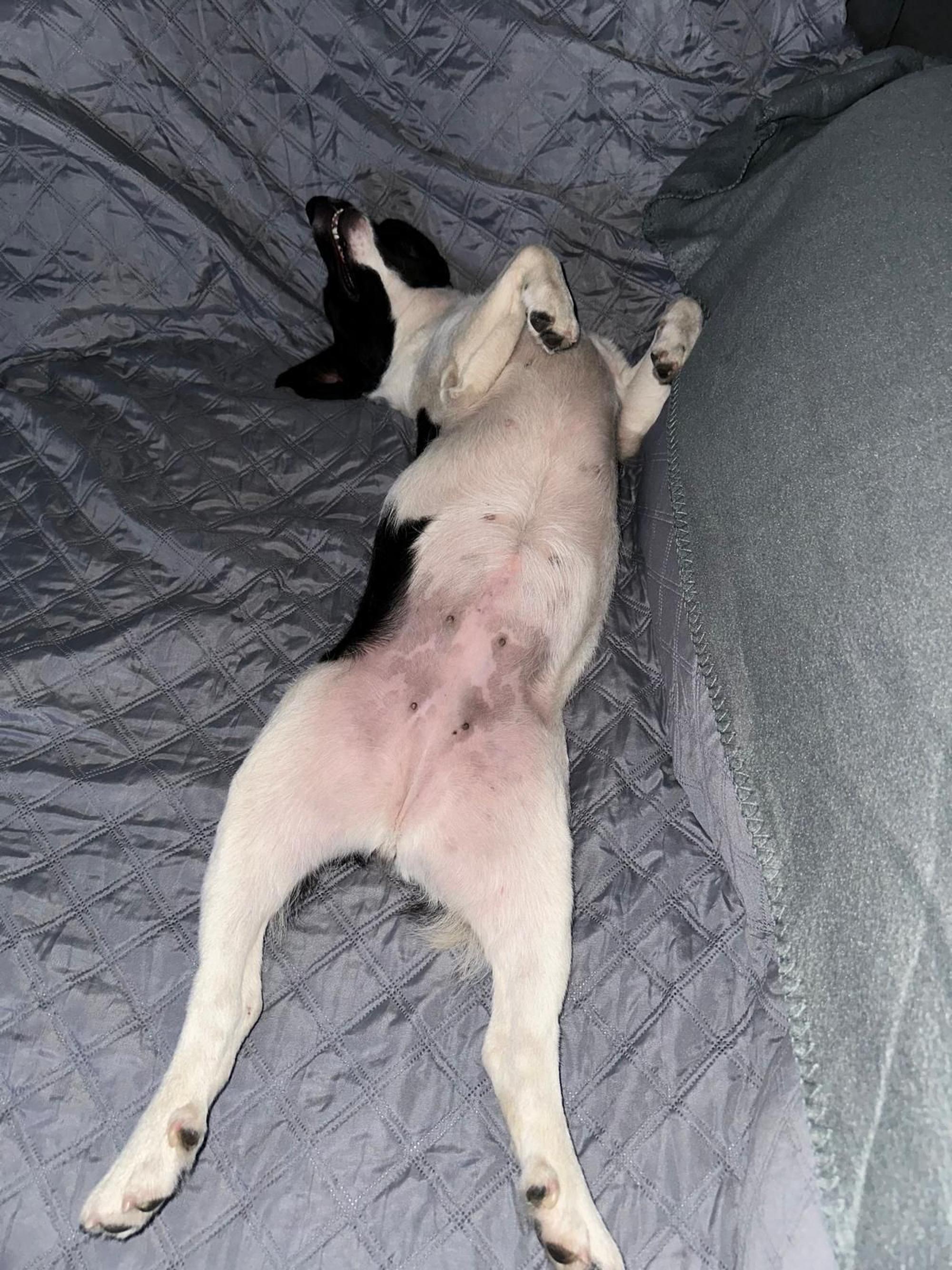 Janga Foto 7