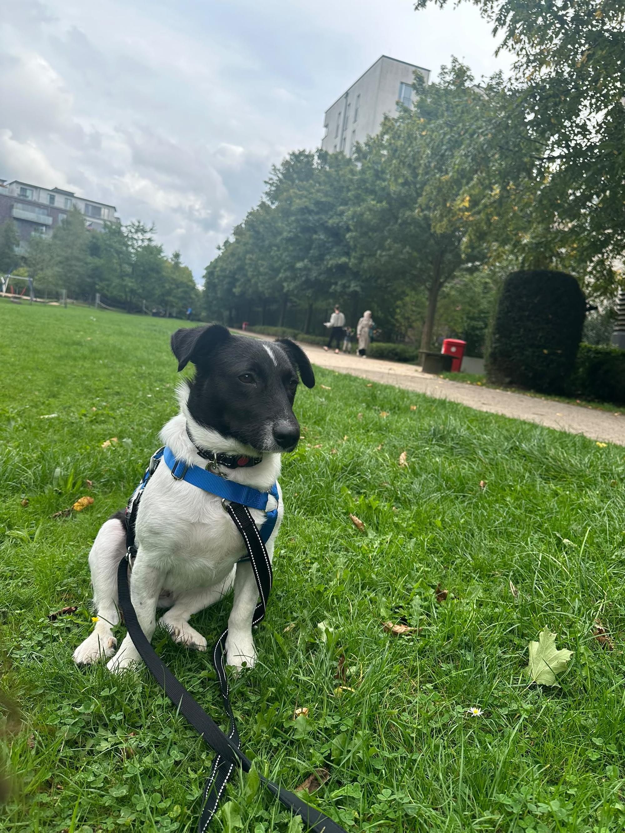 Janga Foto 10