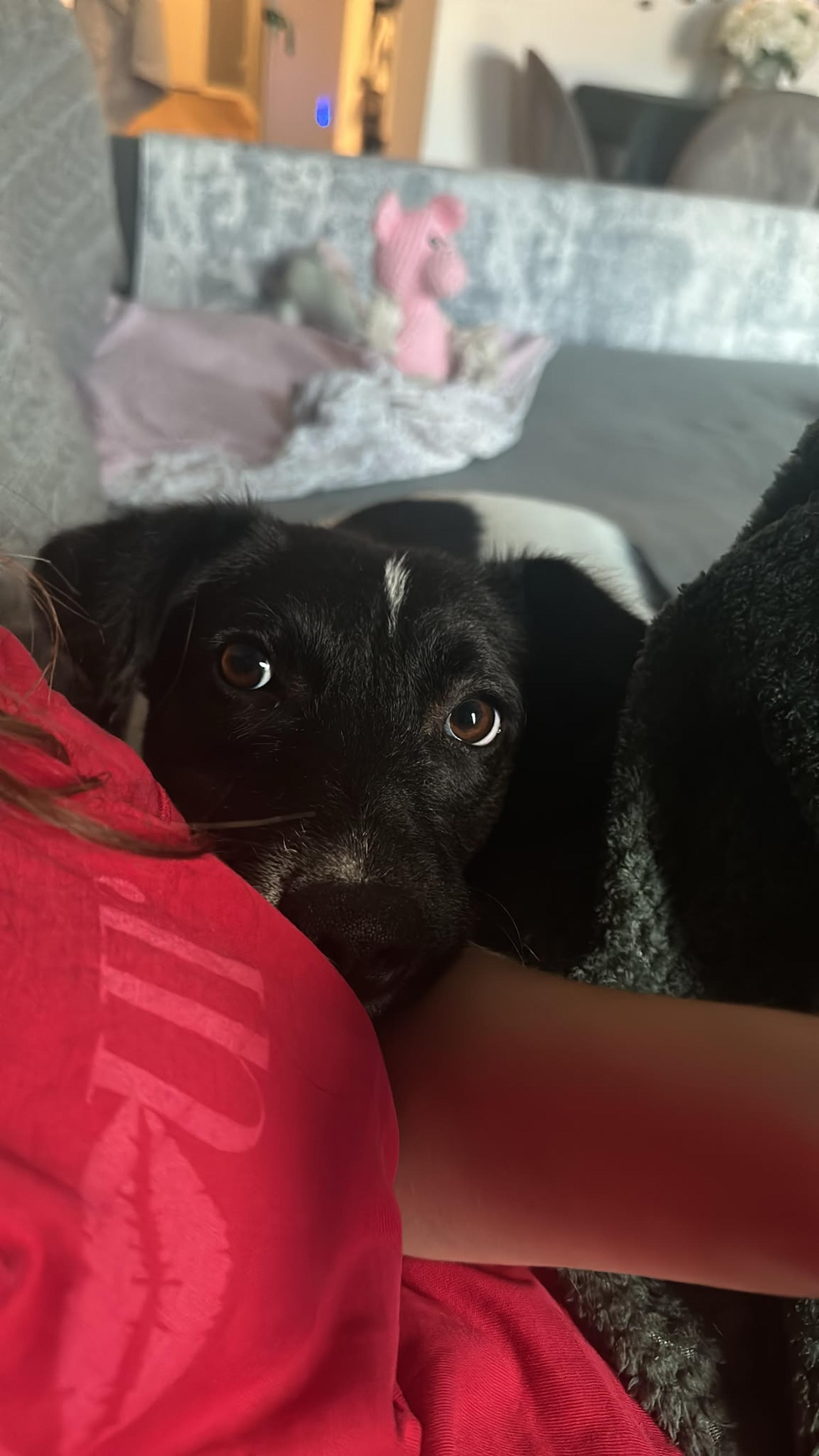 Janga Foto 1