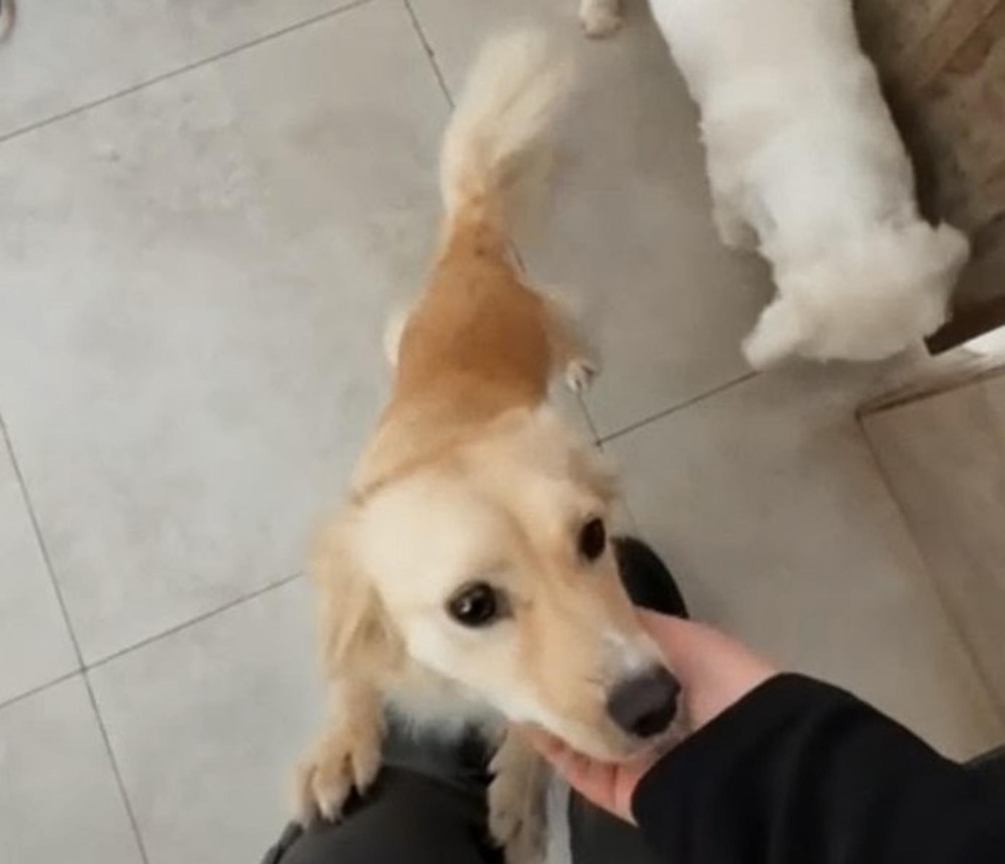 Persiana Foto 1