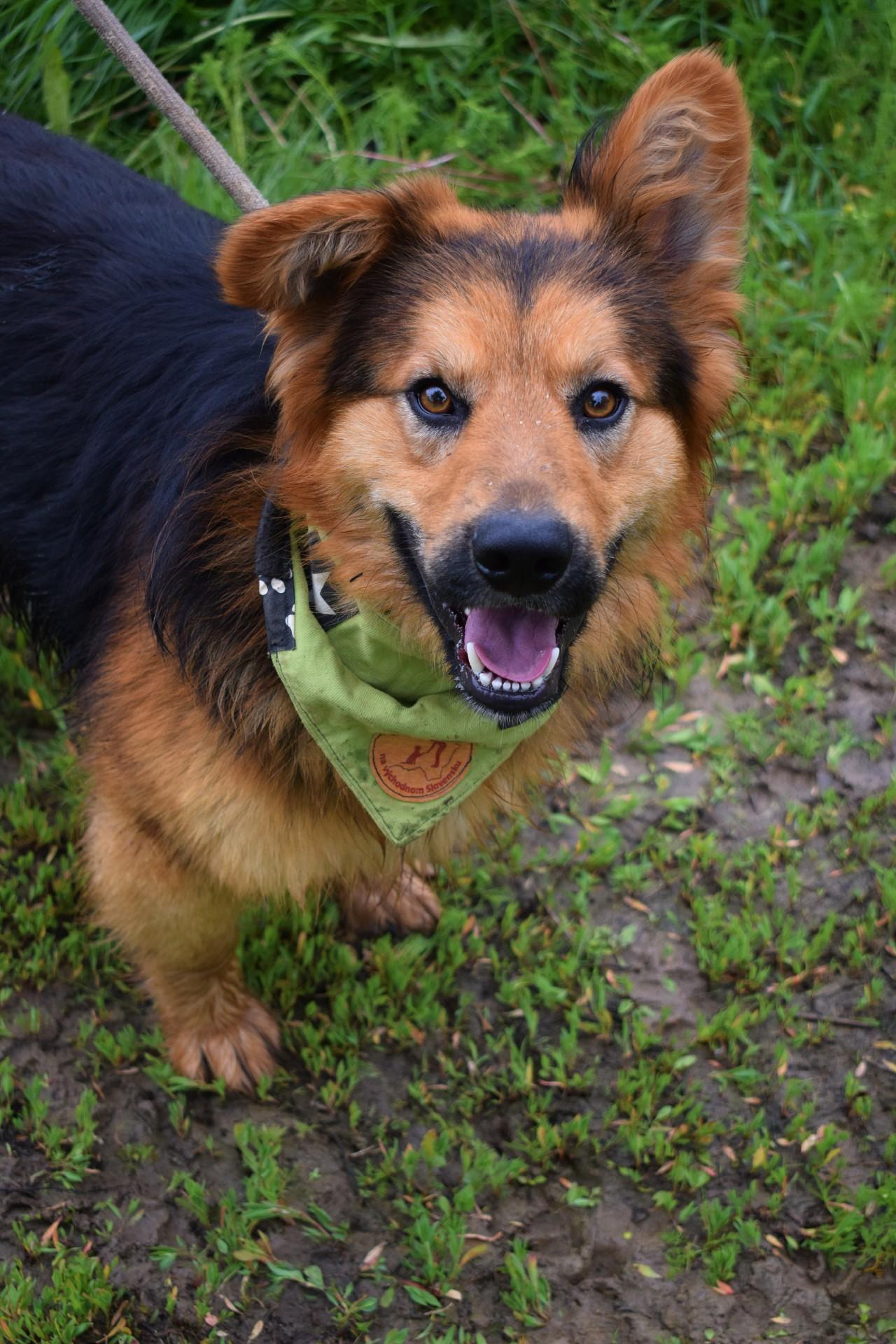 Igor