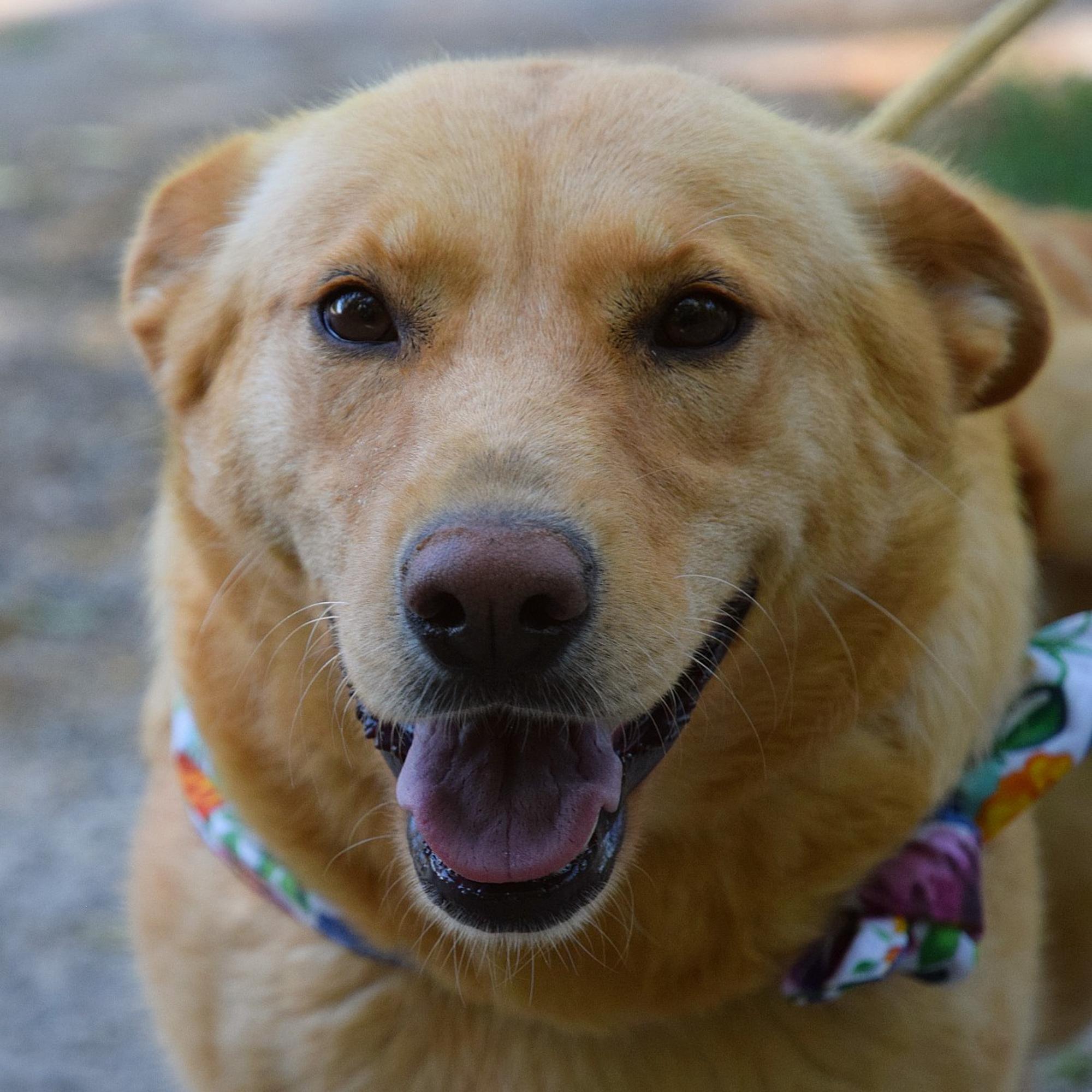 Neila