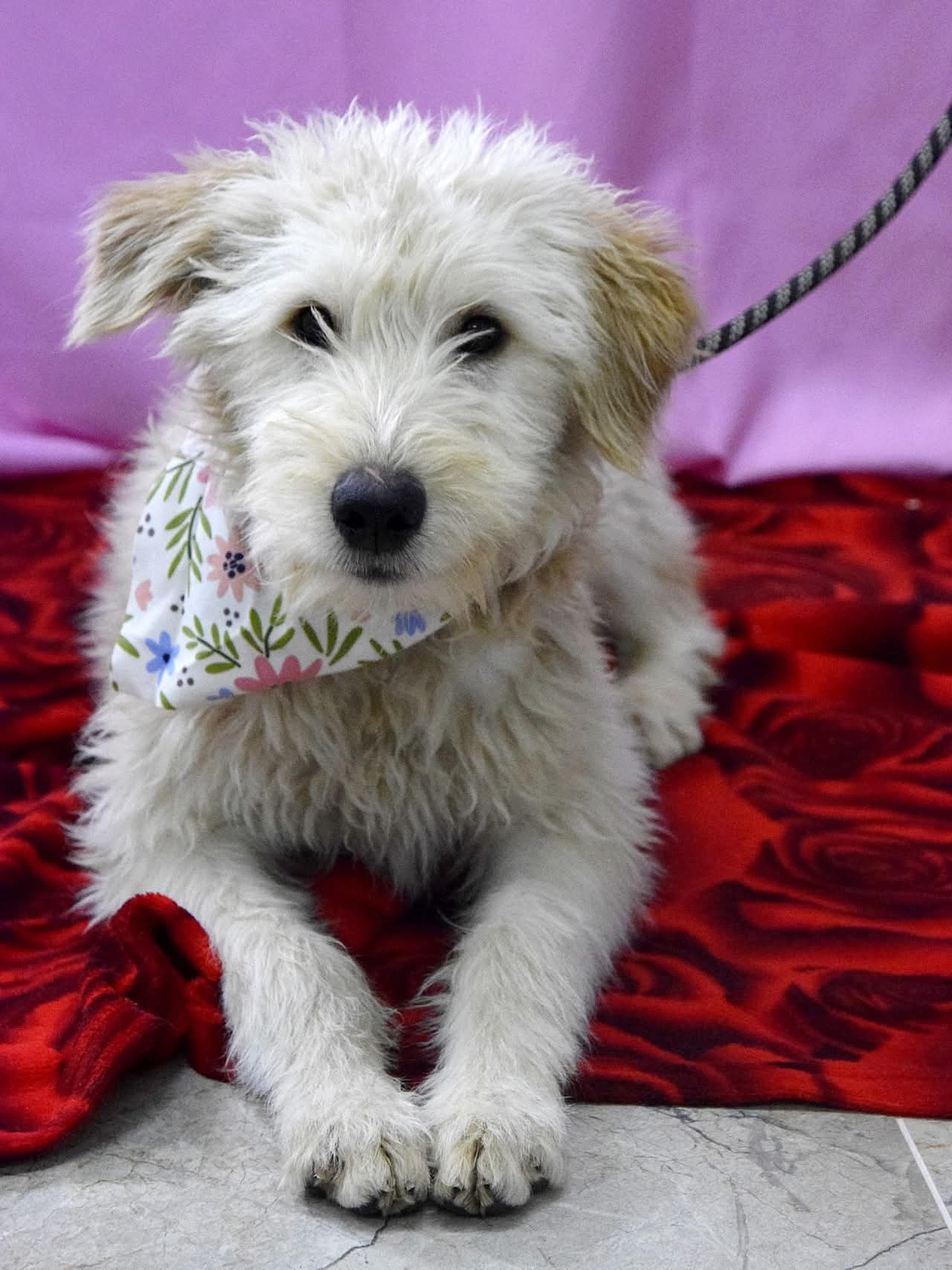 Contesa Chantal Foto 6