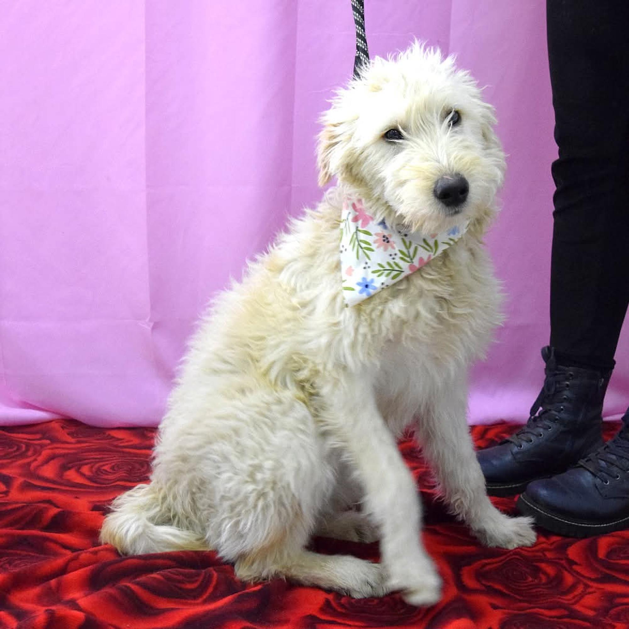 Contesa Chantal Foto 7