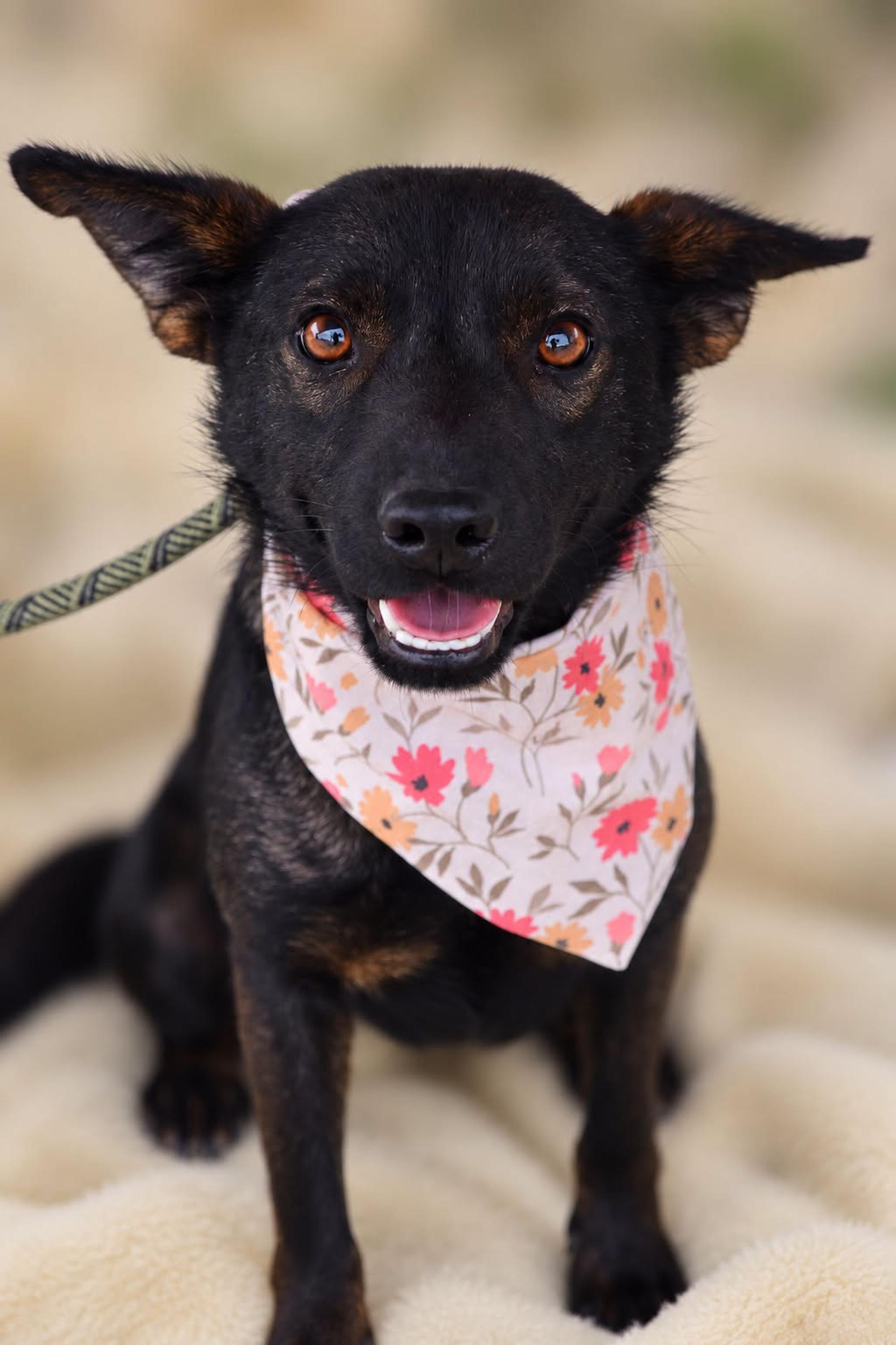Kora