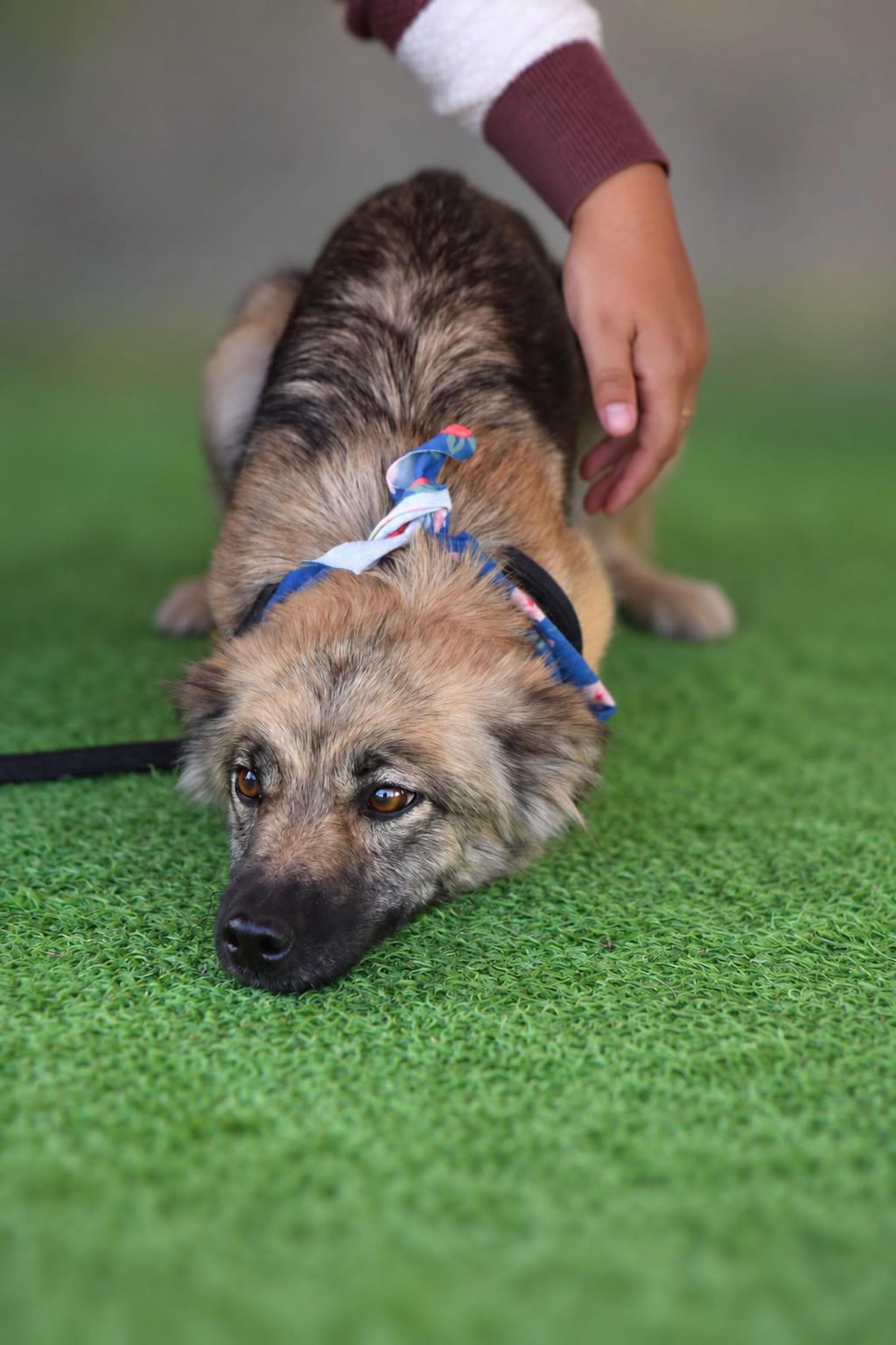 Arkadia Foto 3