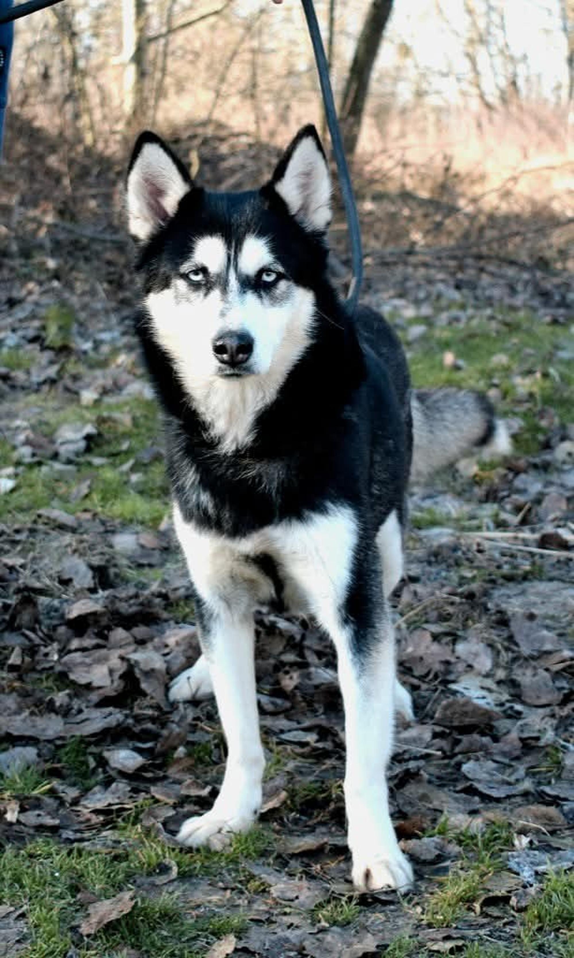 Bonnie die Zweite Foto 2