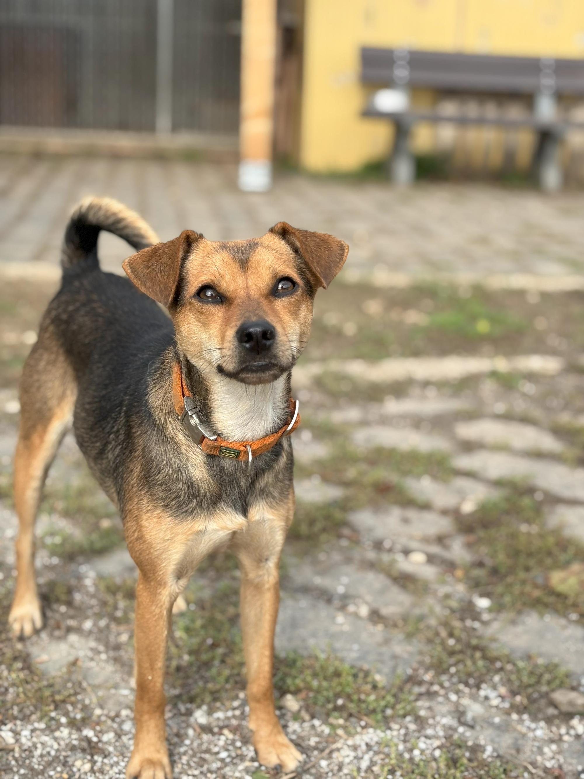 Suri
